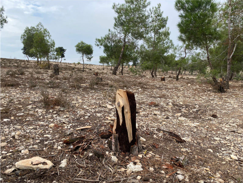  Ecofirst Innovations Showing deforestation 